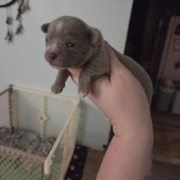 Myers - Chocolate blue male Chihuahua puppy in Ashtabula, Ohio from Paw's & Awe's Chihuahuas