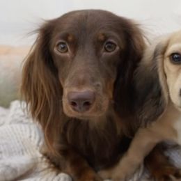 Dachshunds from Valley Long-Haired Dachshunds