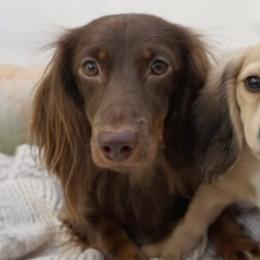 Dachshunds from Valley Long-Haired Dachshunds