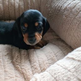 Olivia - Black and tan female Dachshund puppy in Middle Granville, New York from Lee Doxies