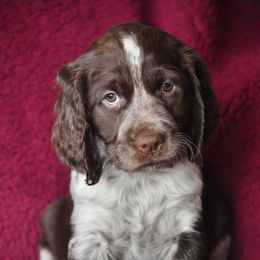 English Springer Spaniel Puppies from Rocky Mountain Springer Spaniels