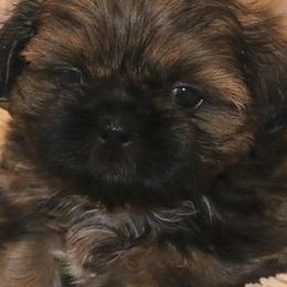 Shih Tzus from DHDoggs Shih Tzu