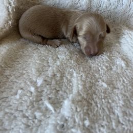 Shooter - Cream Dachshund puppy in Perris, California from Doxie_pupps