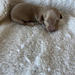 Shooter - Cream Dachshund puppy in Perris, California from Doxie_pupps