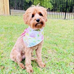 Miracle - Australian Labradoodle