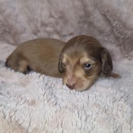 Sunny - Cream male Dachshund puppy in Tucson, Arizona from Crowned Doxies