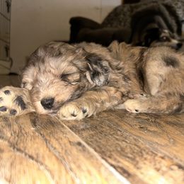 Aussiedoodle, Australian Shepherd, and Poodle Puppies from Barefoot Kennel