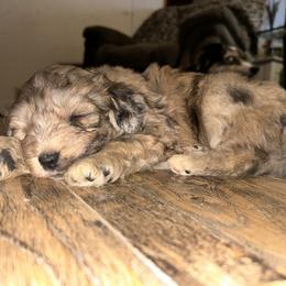 Aussiedoodle, Australian Shepherd, and Poodle Puppies from Barefoot Kennel