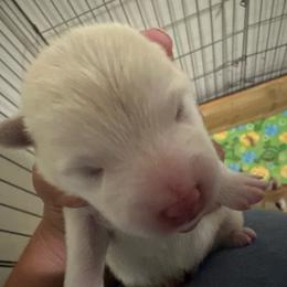 Sadie - Cream female Shiba Inu puppy in Pahrump, Nevada from Little City Shibas