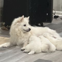 American Eskimo Dog puppies from Snowy River Eskies