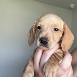 Dachshund Puppies from Beanies Babies