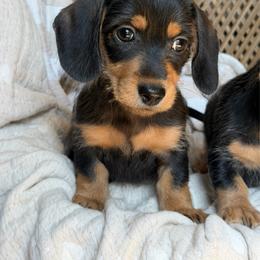 Heidi - Black and tan female Dachshund puppy in Duncanville, Alabama from Bear Creek Dachshunds