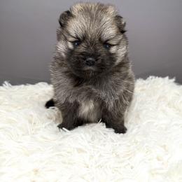 Pomeranian Puppies from Torrey Hills Poms