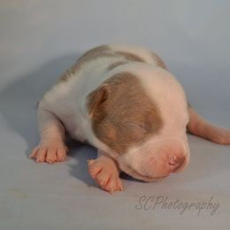 American Bully Puppies from SouthernCharm Kennel (SCP)
