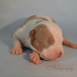 American Bully Puppies from SouthernCharm Kennel (SCP)
