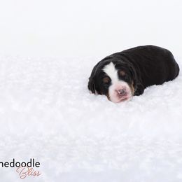 Bernedoodle Puppies from Bernedoodle Bliss