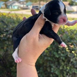 Sable Female - Black and white female Aussiedoodle puppy in Spring Hill, Florida from Pawprint Dreams Boarding and Kennel