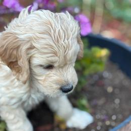 Blue Girl - Cream female Goldendoodle puppy in Colorado Springs, Colorado from Pikes Peak Doodles