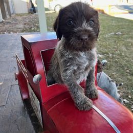 Betty - Brown and gray Wirehaired Pointing Griffon puppy in Douglas, Wyoming from Complete Game Griffs
