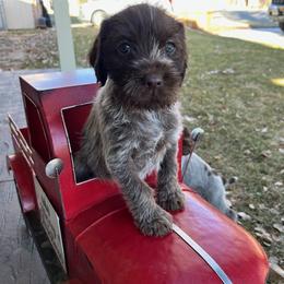 Betty - Brown and gray Wirehaired Pointing Griffon puppy in Douglas, Wyoming from Complete Game Griffs