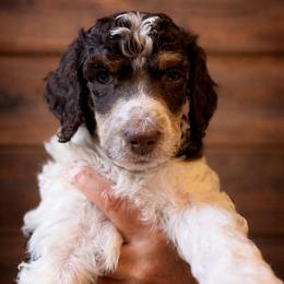 Kenickie - Parti male Poodle puppy in Washington, Pennsylvania from Patriotic Poodles