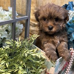 Havanese Puppies from Arabella Havanese