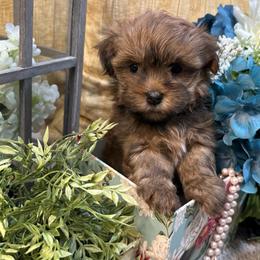 Havanese Puppies from Arabella Havanese