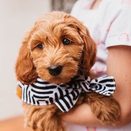 Goldendoodle Puppies from Deer Valley Doodles