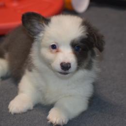 Sky - Fluffy - Gray and white female American Corgi puppy in Lithia, Florida from Diamondcrest Inc