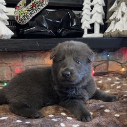 Gray color - Gray female German Shepherd puppy in Marion, Ohio from Legacy K9’s