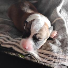 Blue Collar - Sable male Pembroke Welsh Corgi puppy in Yelm, Washington from Tolbolton Creek Corgis