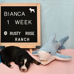 Miniature American Shepherd and Miniature Australian Shepherd Puppies from Rusty Rose Mini Aussies and Mini American Shepherds