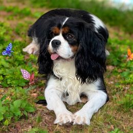 Mia - Cavalier King Charles Spaniel