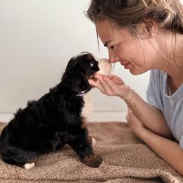 Zara - Tri-color female Bernedoodle puppy in Midland, Texas from Southern Oak Breeders LLC