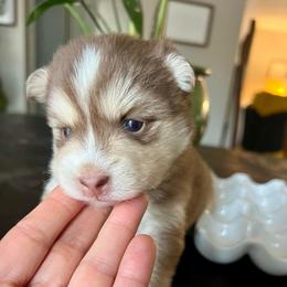 Blaine - Chocolate female Pomsky puppy in Rathdrum, Idaho from Smart Pomskies and Frenchies