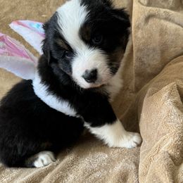 Australian Shepherd Puppies from Fly by Nite Australian Shepherds