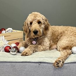 Halli - Goldendoodle