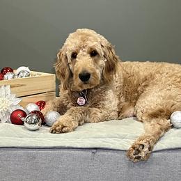 Halli - Goldendoodle