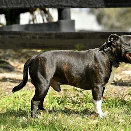 Staffordshire Bull Terrier All Grown Up from Coalminer's Kennel
