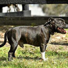 Staffordshire Bull Terrier All Grown Up from Coalminer's Kennel
