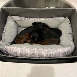 Dachshund Puppies from Aviator's Dachshunds