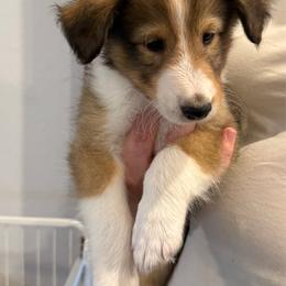 Silver - Sable and white male Shetland Sheepdog puppy in Katy, Texas from Sherock’s Shelties