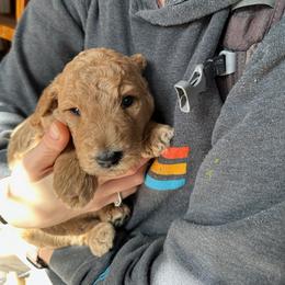 Burley - Apricot male Poodle puppy in Stephentown, New York from Creme de la Poodle, standard poodles