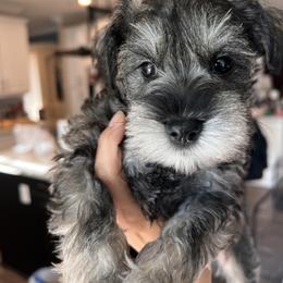 Miniature Schnauzer Puppies from Mt. View's Pretty Little Schnauzers