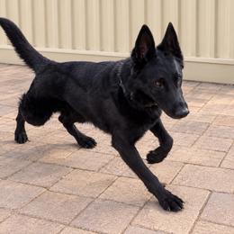 German Shepherd puppies from KVA Shepherds