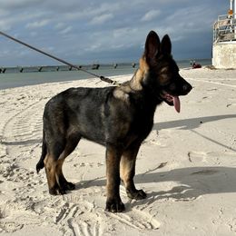 German Shepherd Puppies from Key Star German Shepherds