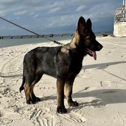 German Shepherd Puppies from Key Star German Shepherds