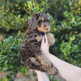 Logan - Phantom male Bernedoodle puppy in Mobile, Alabama from Doodle Dreams