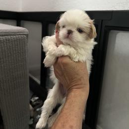 Japanese Chin Puppies from CindyLynnsChins