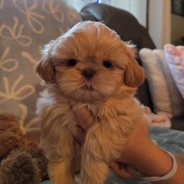 Bean dip - Gold male Shih Tzu puppy in Surprise, Arizona from Ashlee's Shih Tzus